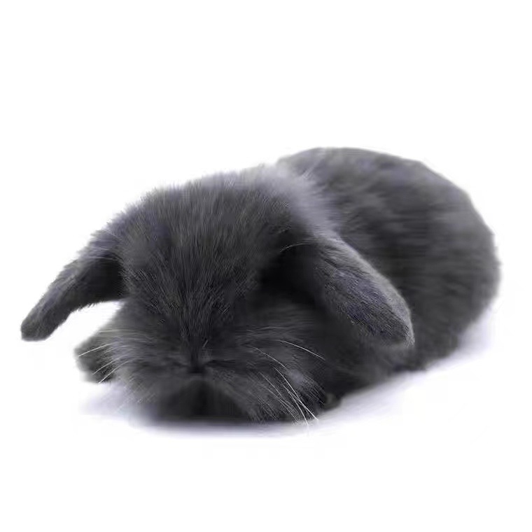 兔子活体小白兔公主兔宠物兔长不大侏儒兔家养肉兔垂耳兔活物包邮