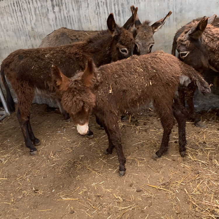 出售宠物驴 萌宠迷你活驴养殖 儿童骑乘活体小驴仔