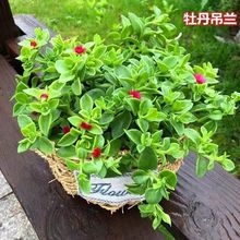 室外室内花卉绿植盆栽 牡丹吊兰 桌面盆栽太阳玫瑰吊兰植物