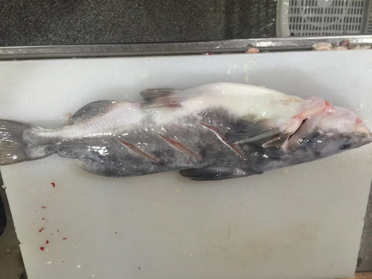 水产批发 鲜货黑鮰鱼 回鱼 鱼勾 肉鲜味美 江团胖头鱼美味鲜嫩