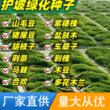 护坡固土灌木种子四季常青紫穗槐刺槐斜山边坡高速公路绿化草种子