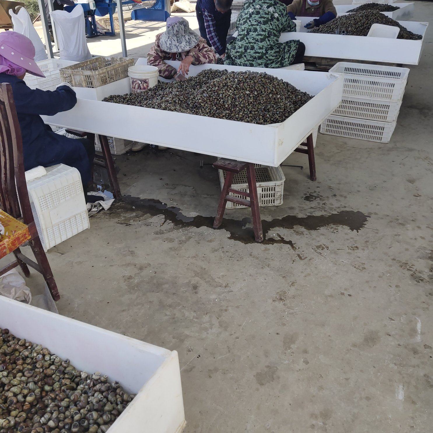 田螺批发活的田螺现货拍下发一份2/3/4/5斤石螺泥螺现捞螺蛳鲜活