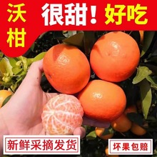 【广西武鸣沃柑】爆甜爆汁现摘现发9斤非茂谷柑新鲜水果一件代发