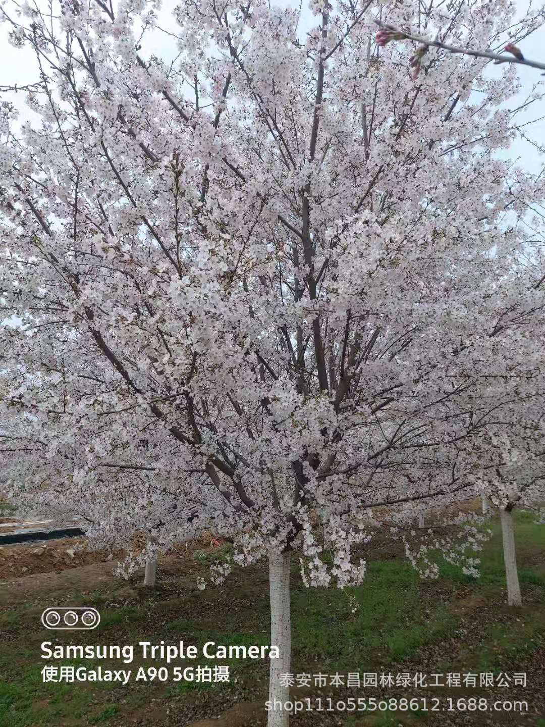 日本樱花树嫁接树苗庭院园林绿化工程苗风景观赏树种植批发现货