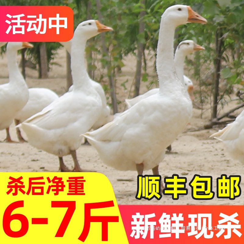 大鹅新鲜现杀鹅肉农家散养农村土鹅大白鹅生鲜冷冻冷鲜肉铁锅炖无