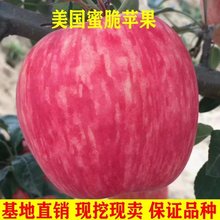 新品种美国蜜脆苹果树苗条纹红富士蜜脆苹果嫁接苗南方北方种植