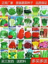 蔬菜种孑香菜种子香葱生菜辣椒青菜家庭秋后种籽四季大全阳台种植