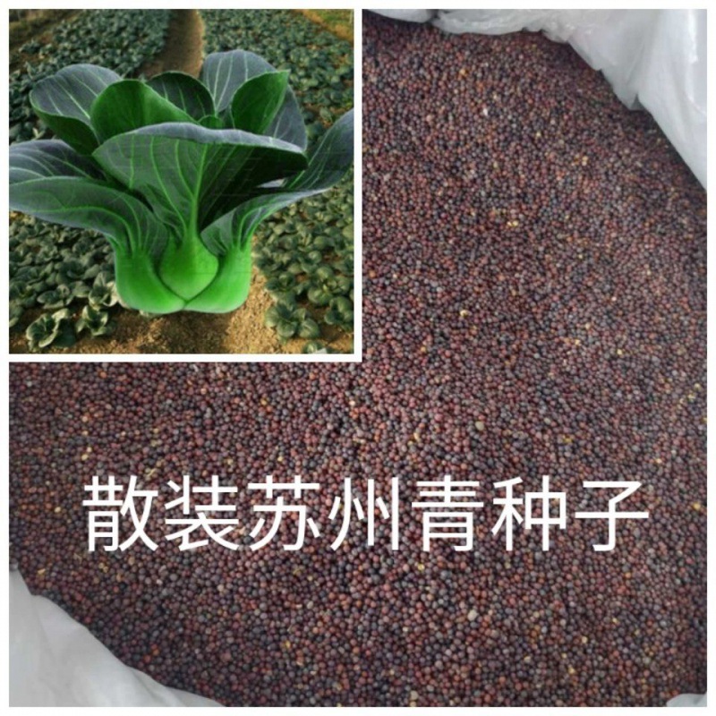 矮脚苏州青小油菜种子青菜籽上海青蔬菜籽四季冬季种植盆栽大田