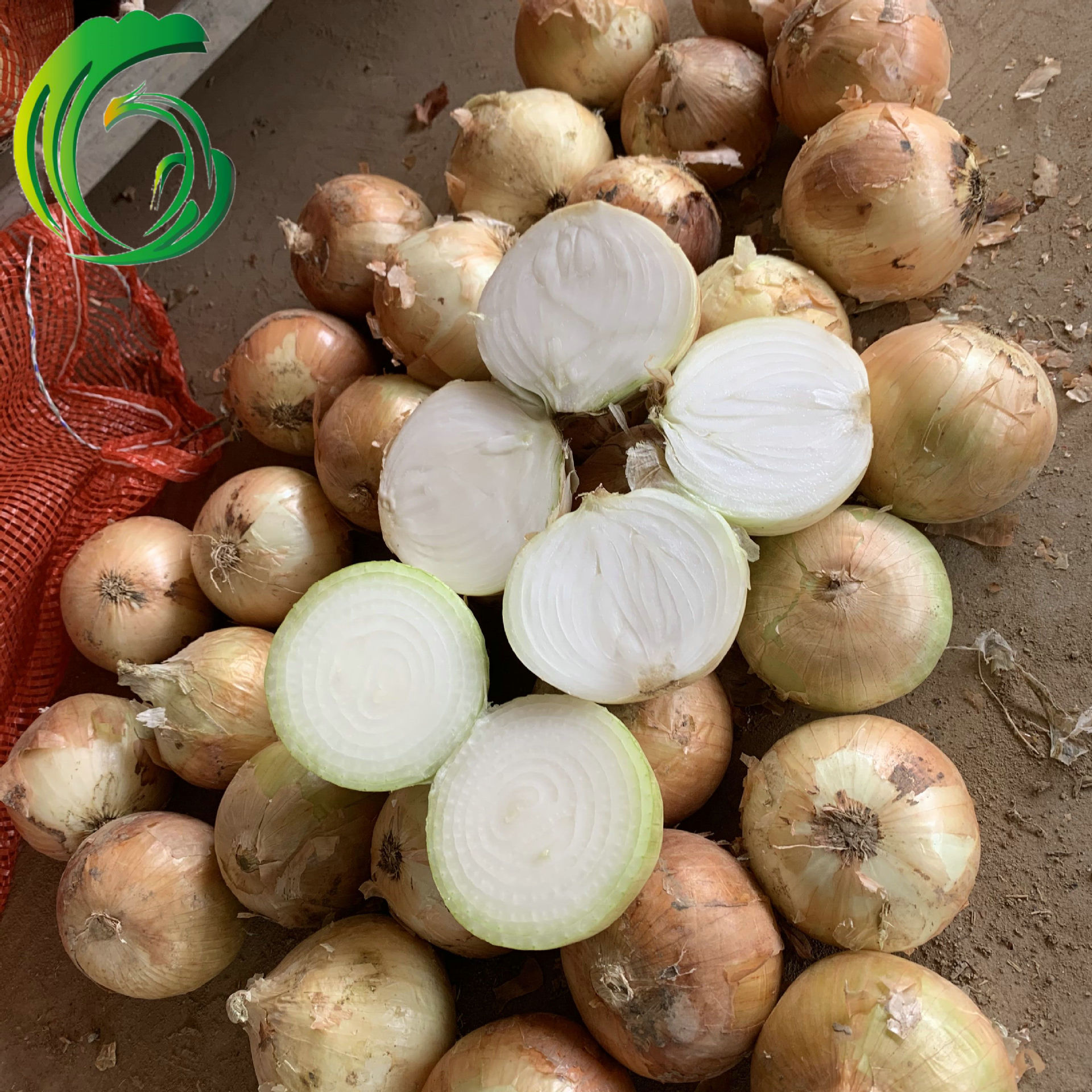 圆葱 出口东南亚 7-9cm 厂家直供 河南产地 出口东南亚 brc sedex