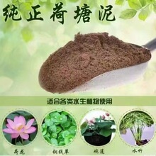 泥土荷花天然荷塘泥碗莲泥土铜钱草水生植物河淤泥营养土