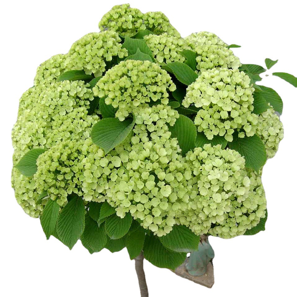 树状绣球麻叶木本绣球花树苗中华木绣球白马斗球庭院植物当年开花