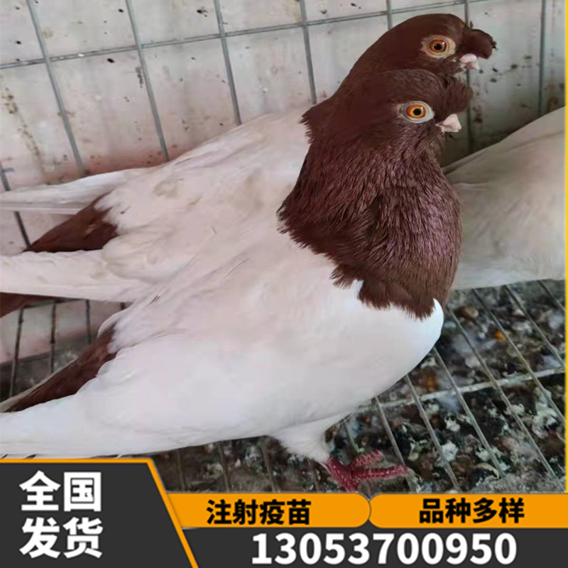 豆眼白鸽 铁翅点子 红点子鸽 两头红鸽子 新疆两头乌鸽 鸽子活体
