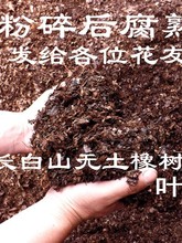 腐熟天然纯橡树叶君子兰专用有机腐叶土腐熟纯松针兰花专用营养土