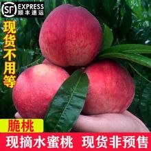 水蜜桃现摘新鲜桃子当季水果毛桃时令应季水密桃1/5斤工厂代发