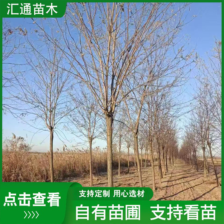 刺槐槐树苗别墅庭院观赏风景树造型树耐寒植物地栽工程绿化乔木