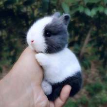 小兔子侏儒兔迷你长不大小型公主熊猫垂耳小白兔小型宠物兔