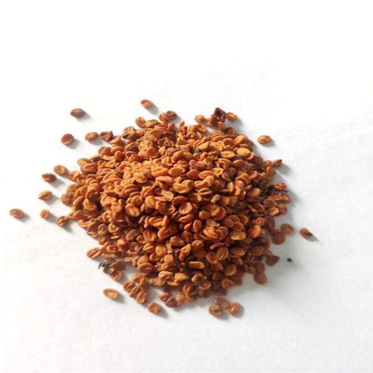 金银花种子 忍冬金银花藤 家庭阳台盆栽四季易种爬藤花卉货到付款