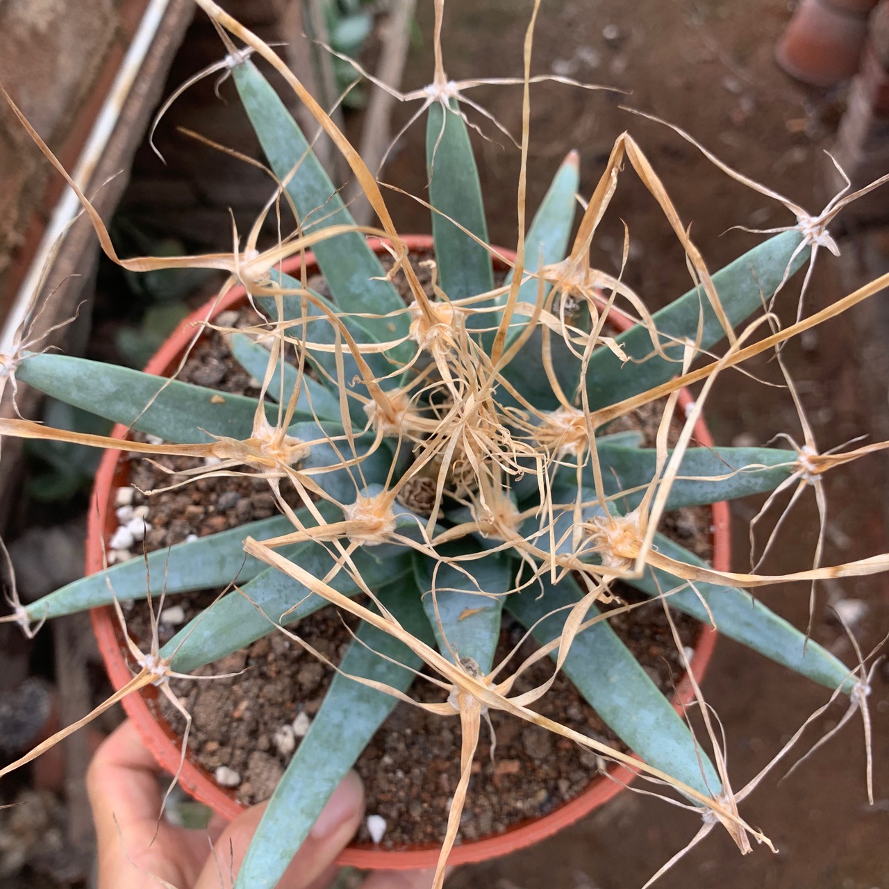 光山仙人球-光山仙人球厂家,品牌,图片,热帖-阿里巴巴