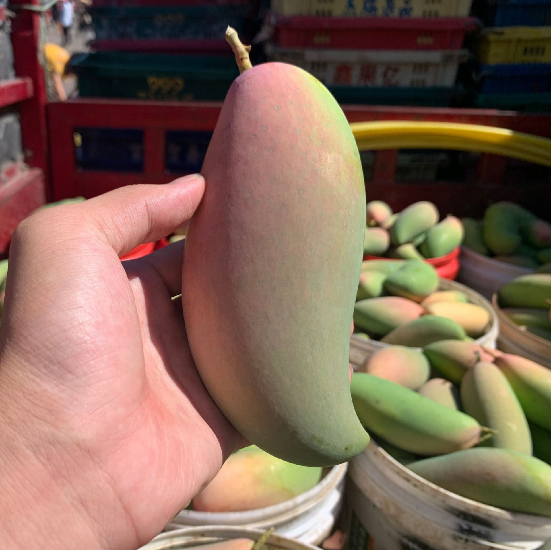 『生熟两吃』广西百色象牙芒果新鲜象芽芒现摘水果生吃送椒盐9斤