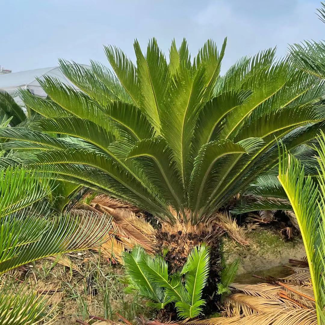 福建铁树盆栽铁树植物绿植多头造型铁树盆景价格庭院植物桩景