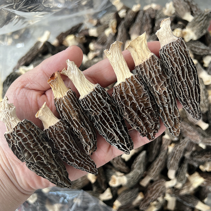 头茬密纹羊肚菌 中大羊肚菌 六妹产地菌味浓厚 精选密纹厚肉爆干