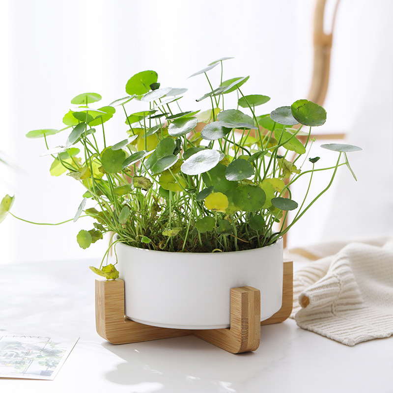 铜钱草花盆陶瓷大口径现代简约大号创意个性水养金钱草无孔水培盆