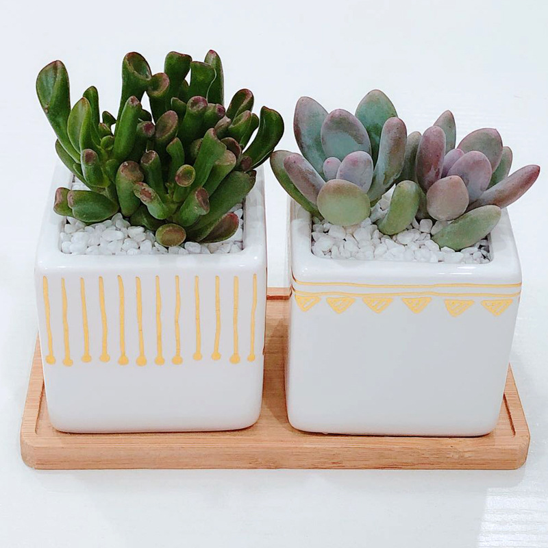 白色花盆北欧风格陶瓷ins风桌面盆栽多肉套装组合办公室小白方金