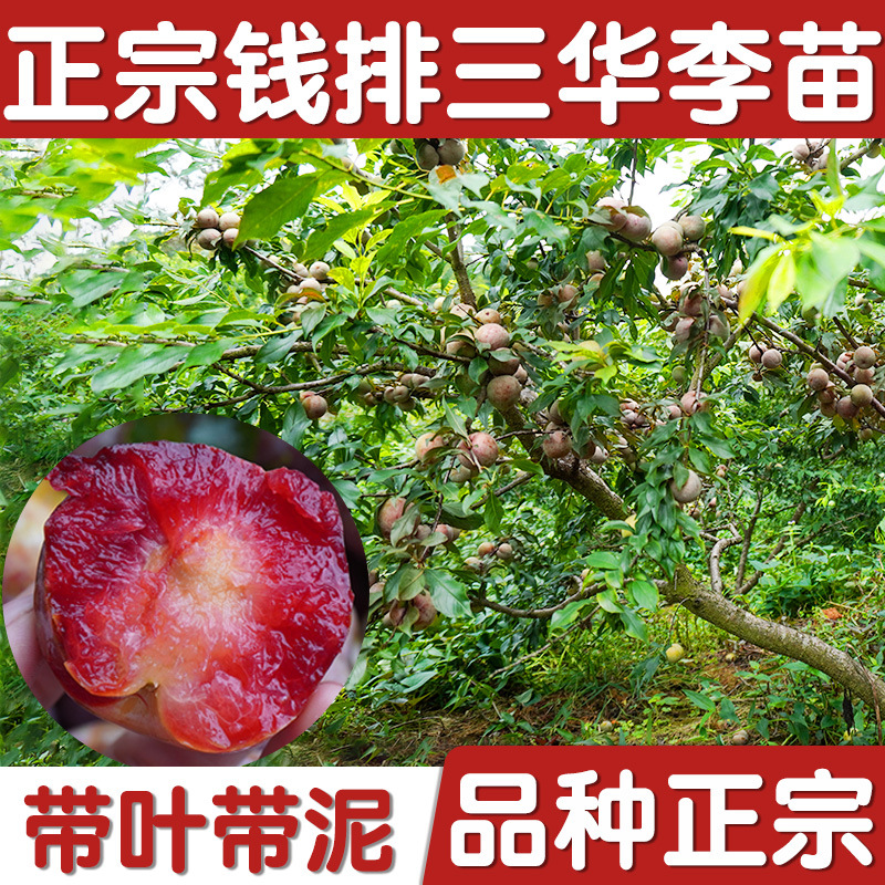 正宗钱排银妃三华李子树苗嫁接水果木盆栽地红肉蜂糖早熟三月米李