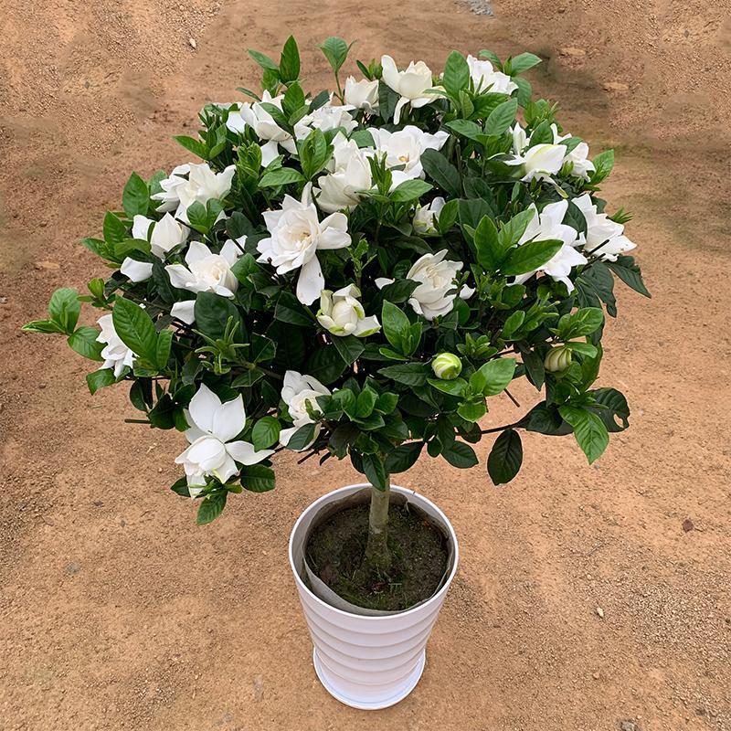 大叶牡丹浓香型小叶栀子花大颗室外地栽大型盆栽大树植物树苗金边