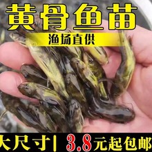 黄骨鱼苗淡水养殖食用活体冷水黄颡鱼昂刺黄丫头黄鸭叫黄辣丁鱼苗