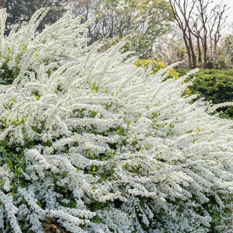 基地批发喷雪花当年开花大树苗雪柳苗木雪梅花树苗庭院工程绿化苗