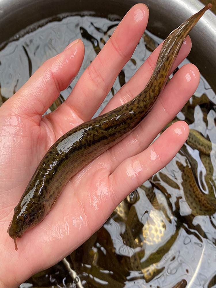 鲜活泥鳅养殖食用大泥鳅淡水鱼按斤卖台湾泥鳅苗水花苗小泥鳅寸苗