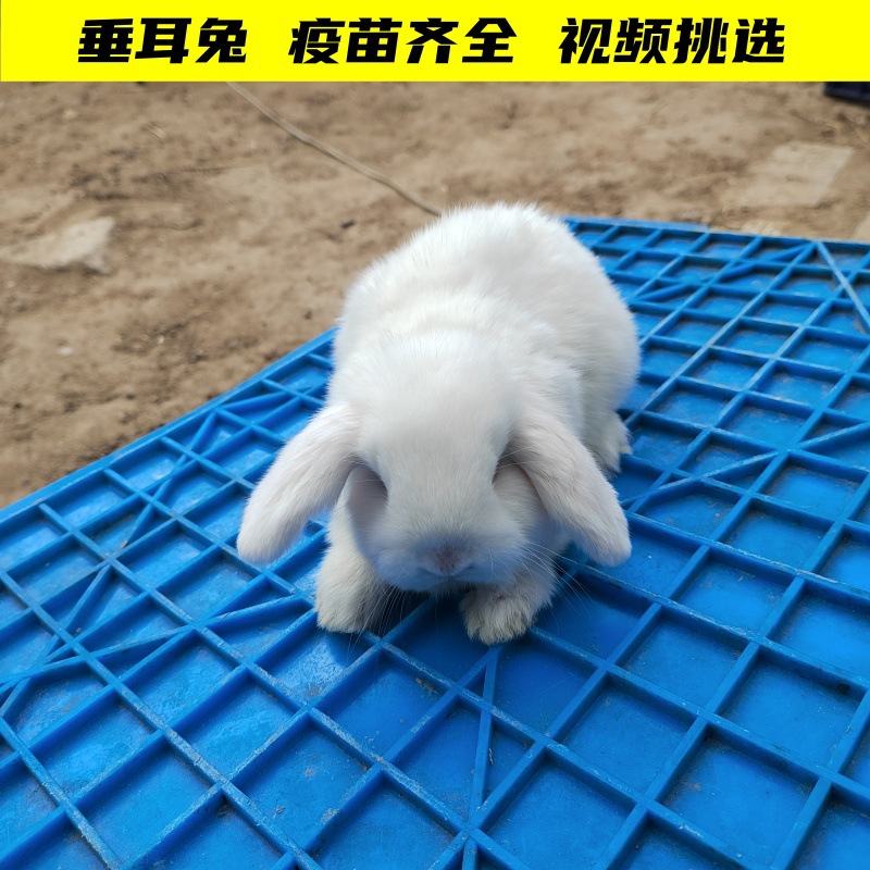 宠物兔垂耳兔安哥拉兔彩獭兔包邮到家路途死亡包赔疫苗齐全-阿里巴巴