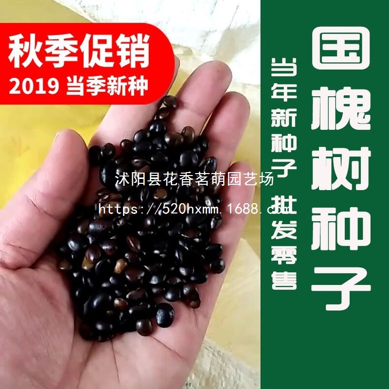 榆树种籽金叶榆树种子园林绿化苗木白榆树种子灌木林木乔木树种籽