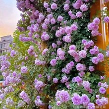 蓝色阴雨花苗爬藤月季植物庭院阳台盆栽带花月季多季蔷薇浓香