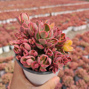 朝霞锦 多肉植物批发100#爆盆群生老桩多头易养绿植花卉含盆带土