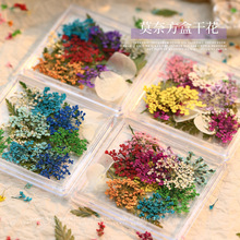 美甲干花日系小清新太阳花混款真花小碎花美甲盒装饰品干花满天星
