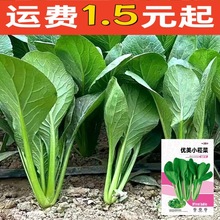 正宗小菘菜种子小松菜籽四季耐热速生耐寒青梗菜阳台青松菜小青菜