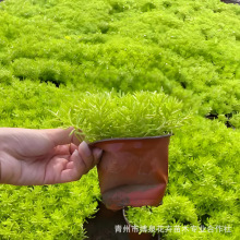 佛甲草小苗佛甲草屋顶绿化园林绿化四季苗木植物绿化工程种类齐全
