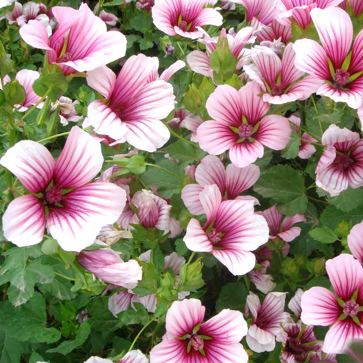 马落葵种子四季易种开花不断室外庭院阳台易活花籽景观花海花种