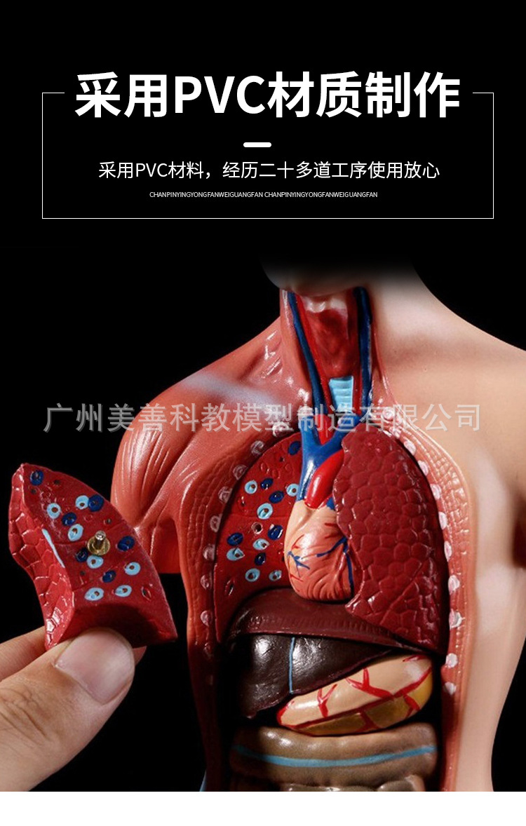 人体模型 28cm躯干 人体内脏解剖模型 医学教具骨骼 儿童益智玩具
