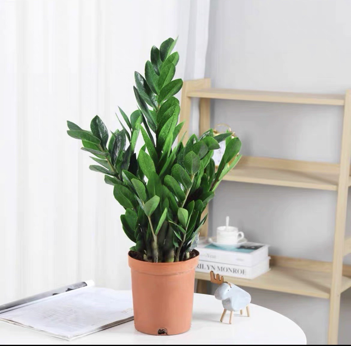 金钱树盆栽绿植物客厅室内好养大型发财树钱串子摆件送专用肥料土