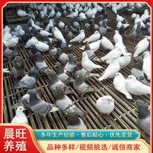 正宗白鸽优质一对可爱纯白活鸽子天使鸽广场鸽纯种信鸽观赏鸽宠物