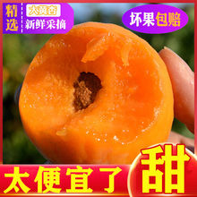 大黄杏杏子水果新鲜金太阳酸甜孕妇当季现摘水果贵妃1/5斤装跨境