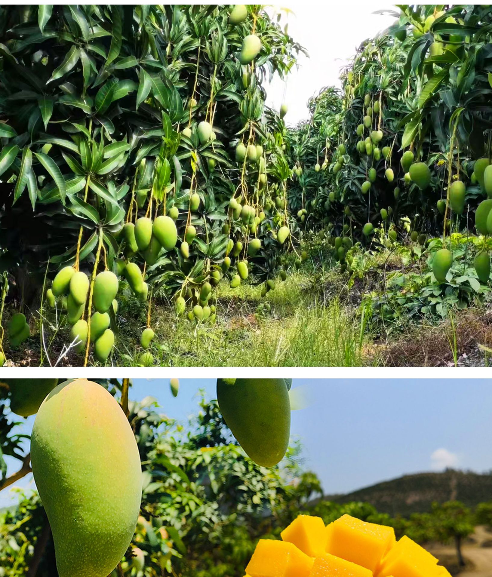 芒果海南芒果金煌芒水果新鲜整箱当季应季节水果孕妇时令高端水果