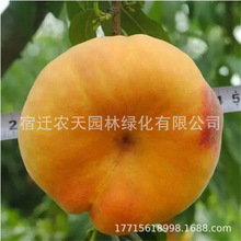 果树嫁接黄金蟠桃树苗水蜜桃树苗锦绣黄桃苗当年结映霜红冬桃树苗