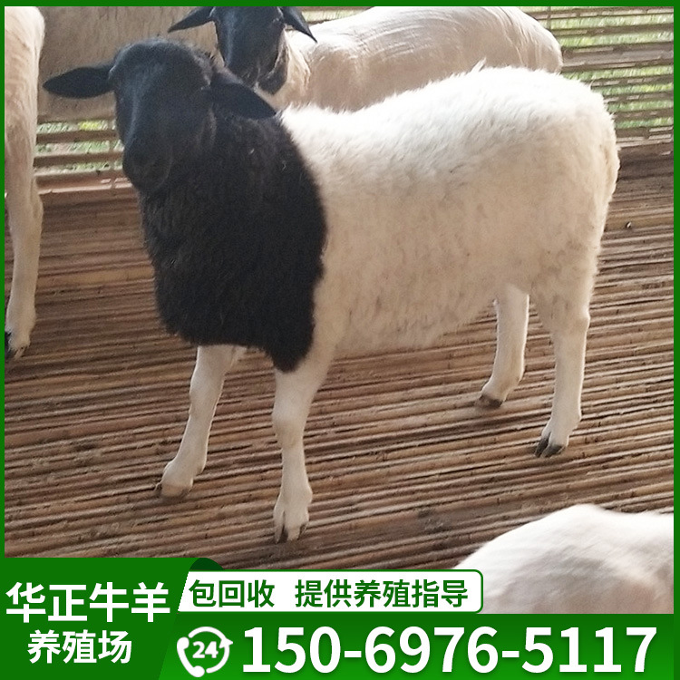 杜泊绵羊纯种 养殖场出售哪里有卖杜泊绵羊的多少钱一只