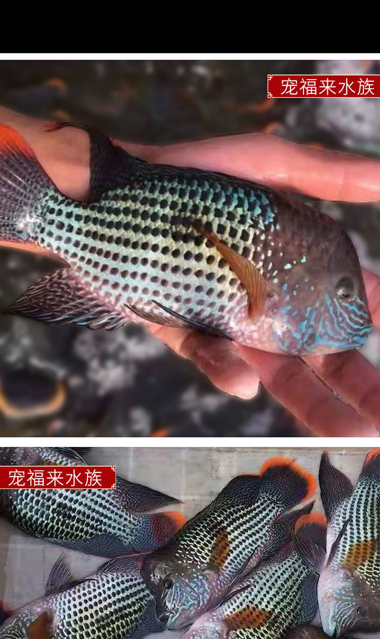 发财鱼玉面皇冠财神鱼红尾皇冠观赏鱼好看的鱼耐活的鱼热带鱼好养