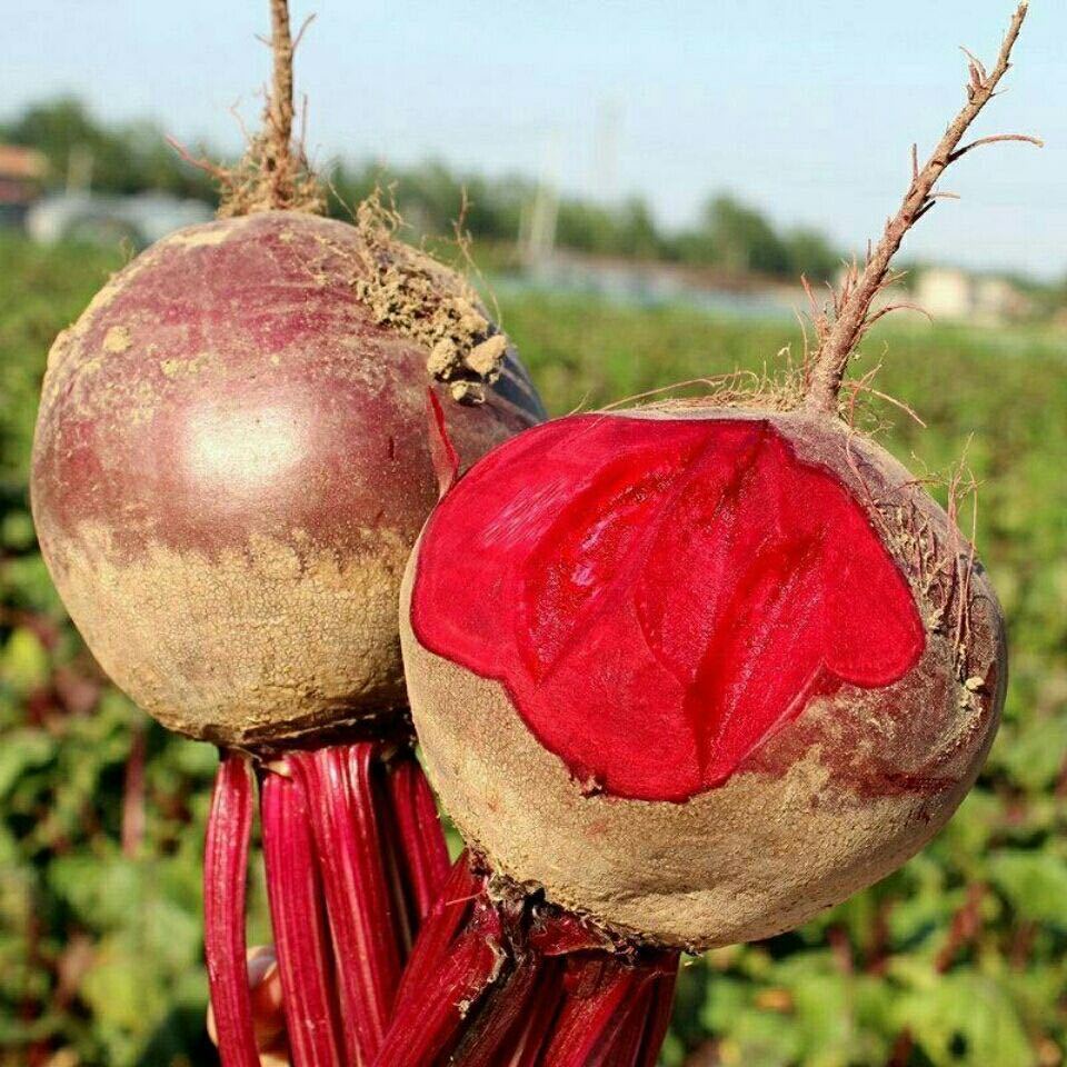新鲜甜菜根2斤红心甜菜头紫菜头红甜菜蔬菜红根才菜头5斤2021