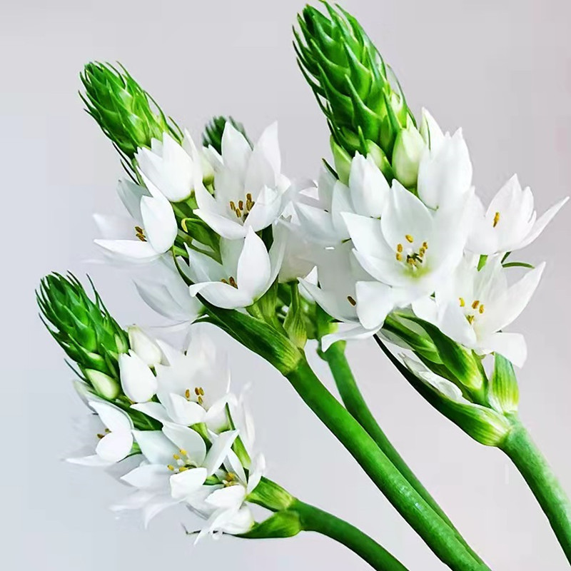 雀梅鲜花批发圣心百合鲜花云南鲜花基地直批摆摊用花社区团购货源